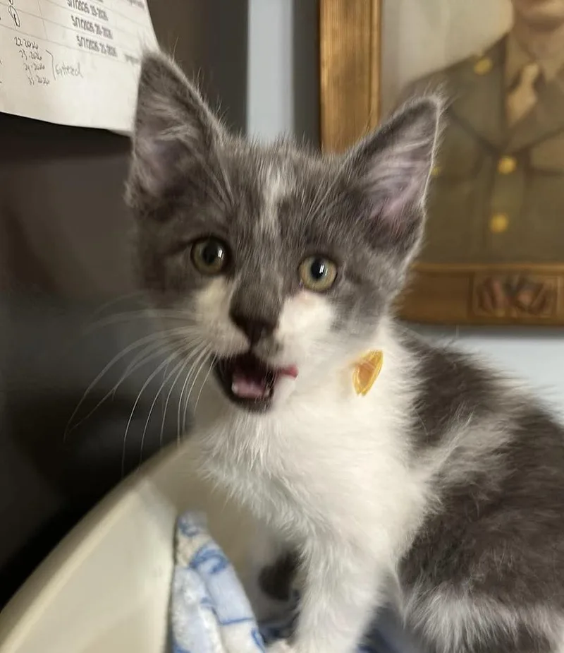 A baby medium-sized male Domestic Medium Hair cat named Tilapia for adoption in Bolivar, MO