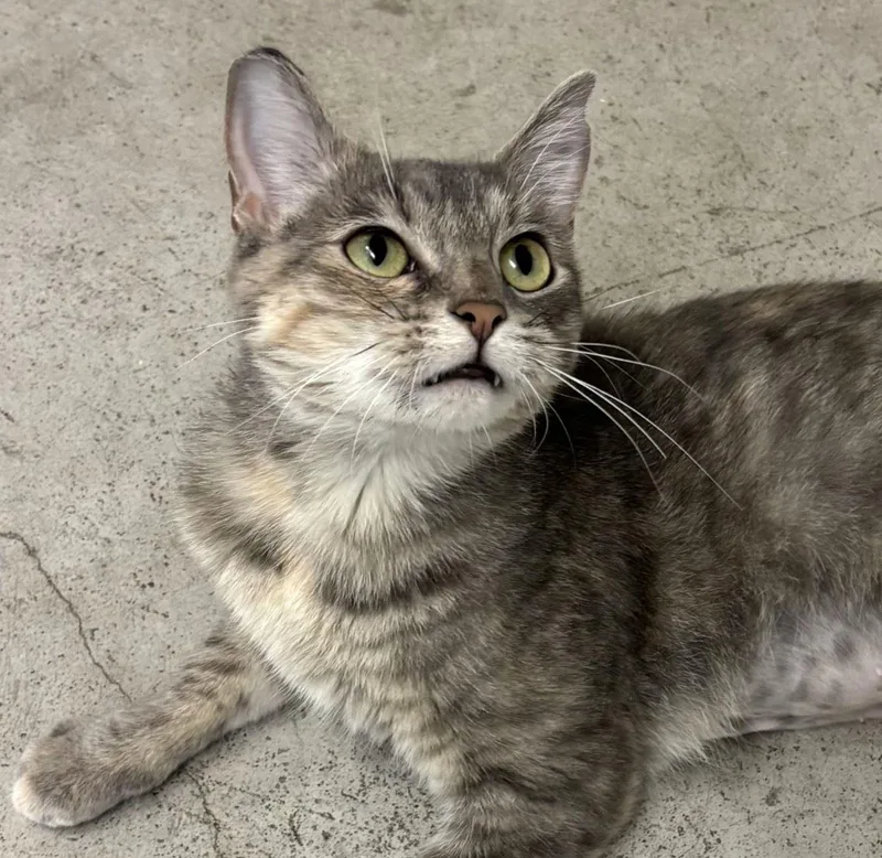 An adult medium-sized female Domestic Short Hair cat named Bling for adoption in Iowa City, IA