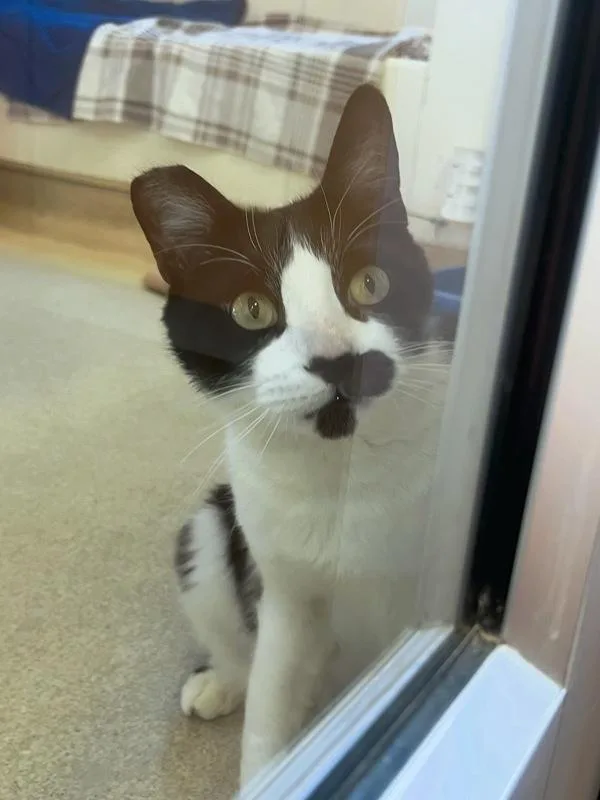 An adult medium-sized male Domestic Short Hair cat named Charm for adoption in Santa Rosa, CA