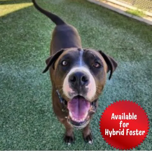 An adult large-sized male Black Pit Bull Terrier dog named Jilk for adoption in Las Vegas, NV