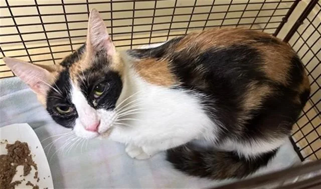 A young medium-sized female Domestic Short Hair cat named Floragato for adoption in Sacramento, CA