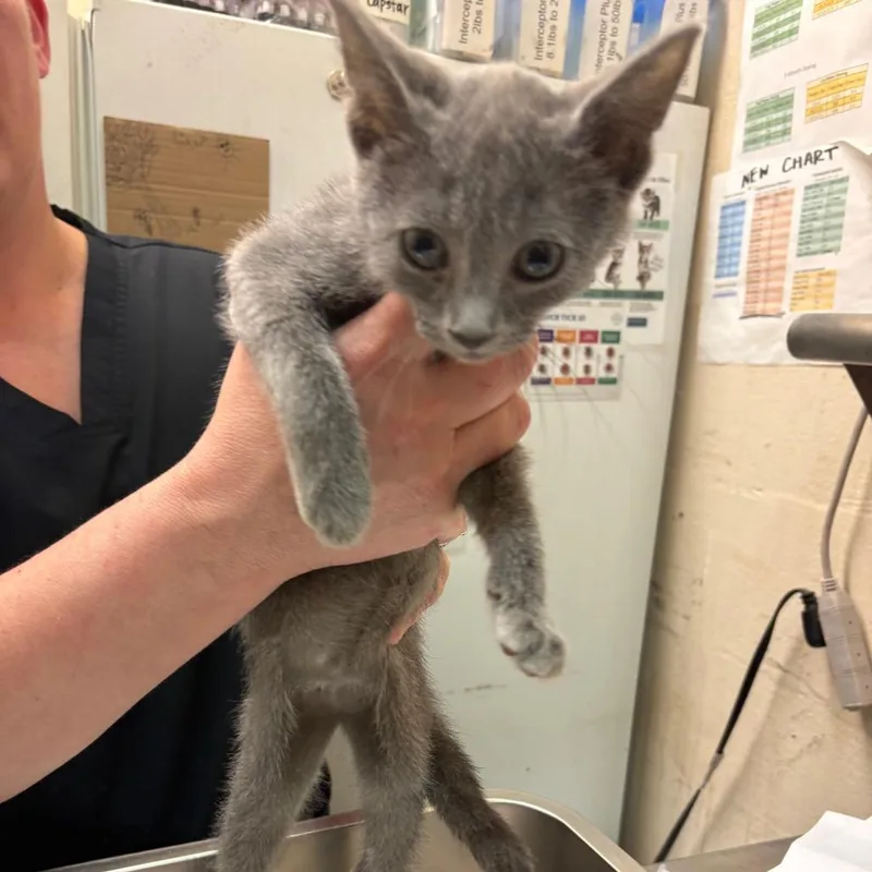 A baby small-sized female Gray / Blue / Silver Domestic Short Hair cat named Anise for adoption in Birmingham, AL