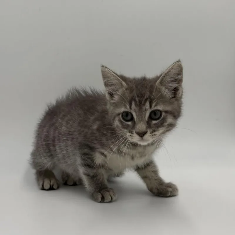 A baby medium-sized male Domestic Short Hair cat named New Balance for adoption in State College, PA