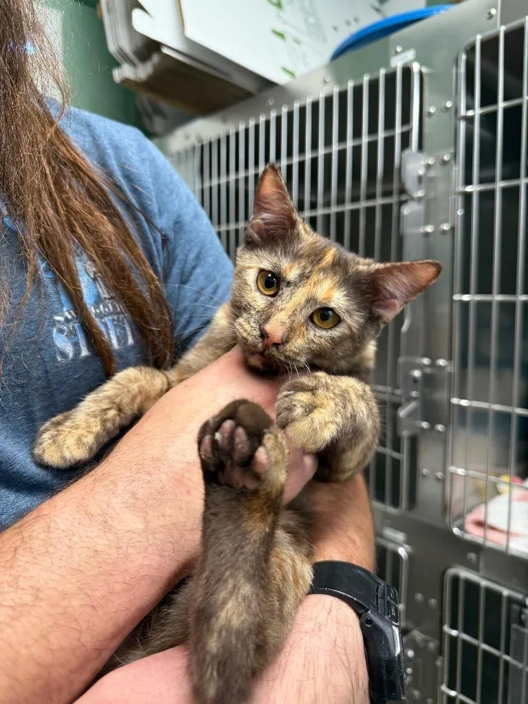 A baby small-sized female Domestic Medium Hair cat named Winnie for adoption in Twentynine Palms, CA