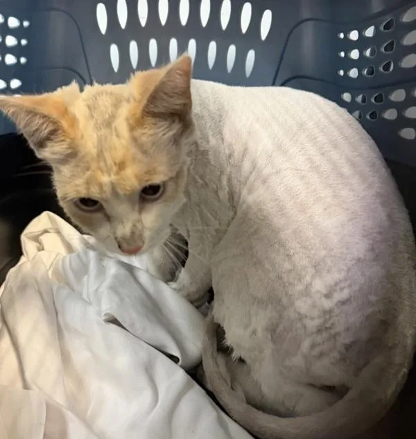 An adult medium-sized male Domestic Short Hair cat named George for adoption in San Diego, CA