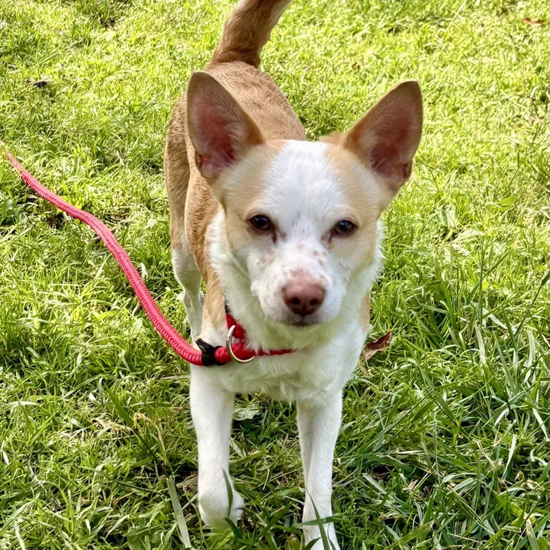 A young small-sized male Basenji dog named Pepsi for adoption in Oakland, CA