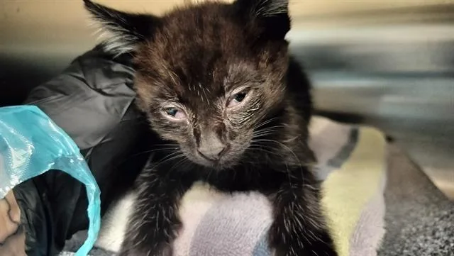 A baby small-sized male Domestic Short Hair cat named Salem for adoption in Colorado Springs, CO