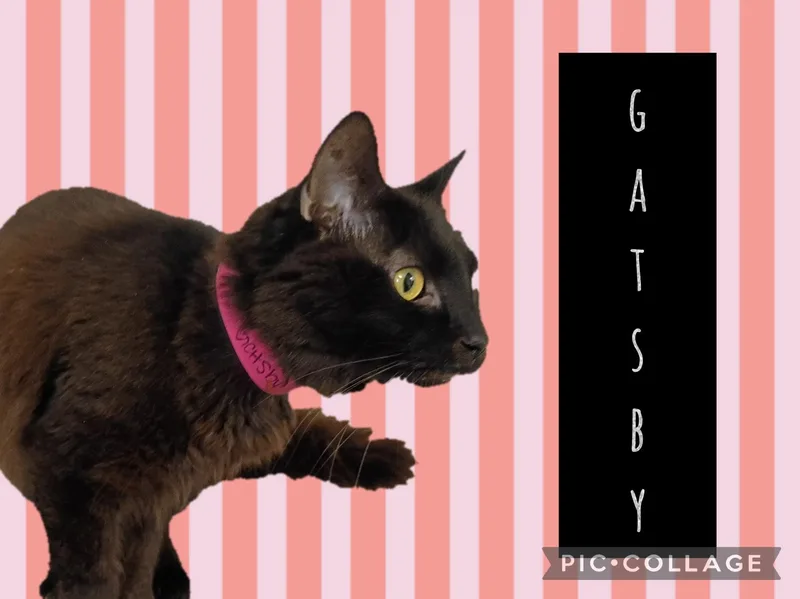 Gatsby