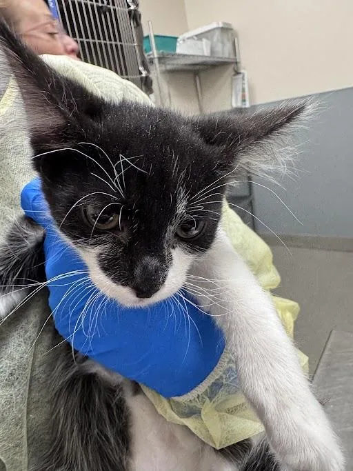 A baby small-sized male Domestic Short Hair cat named Mr. Wobbles for adoption in Las Vegas, NV