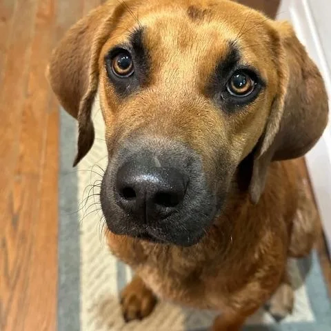 Archie