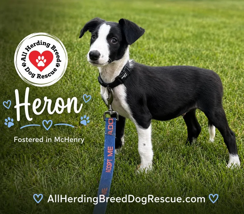 A baby medium-sized male Black Border Collie dog named Heron for adoption in Joliet, IL
