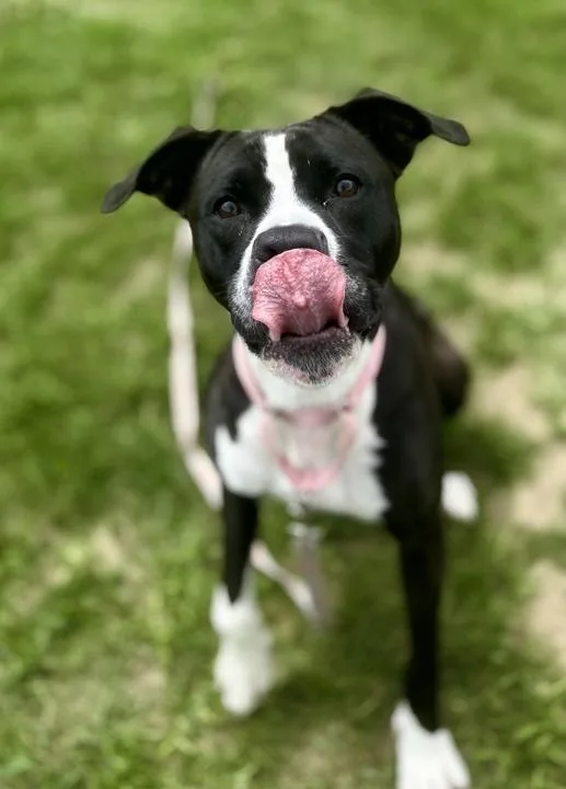 An adult medium-sized female American Bulldog dog named Everest for adoption in Jackson, MI