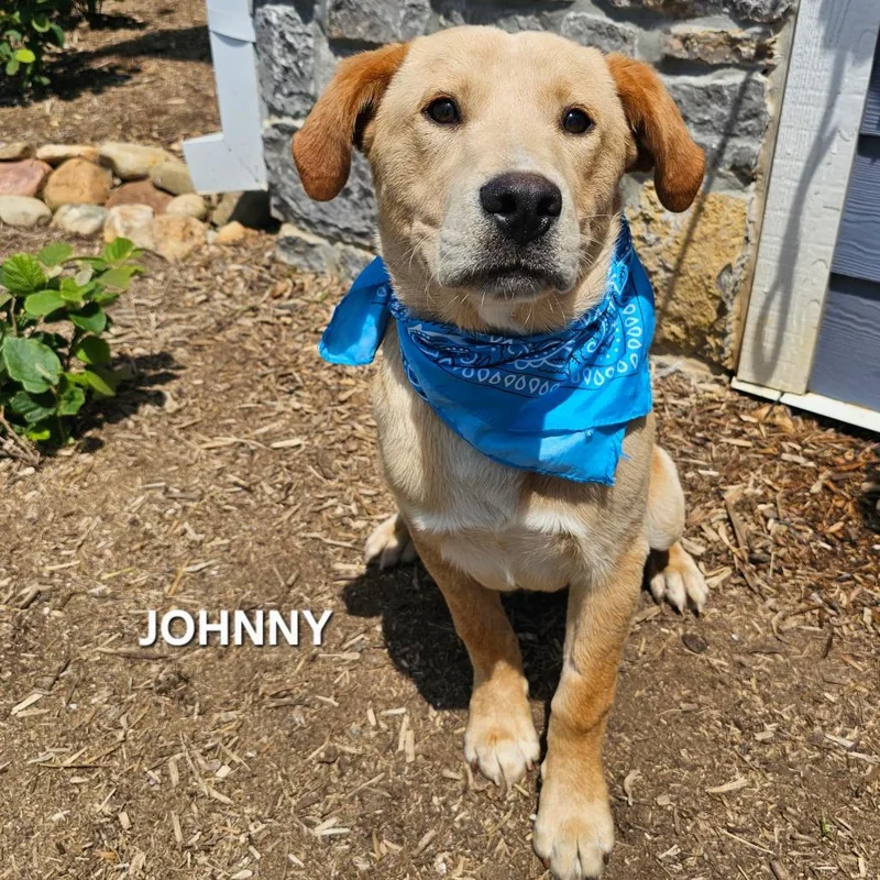 A young medium-sized male Golden Retriever dog named Johnny for adoption in Madisonville, TN