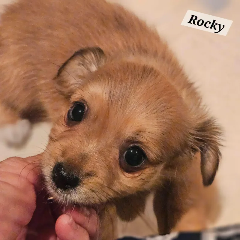 Rocky