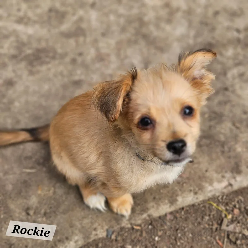 Rocky thumbnail 2