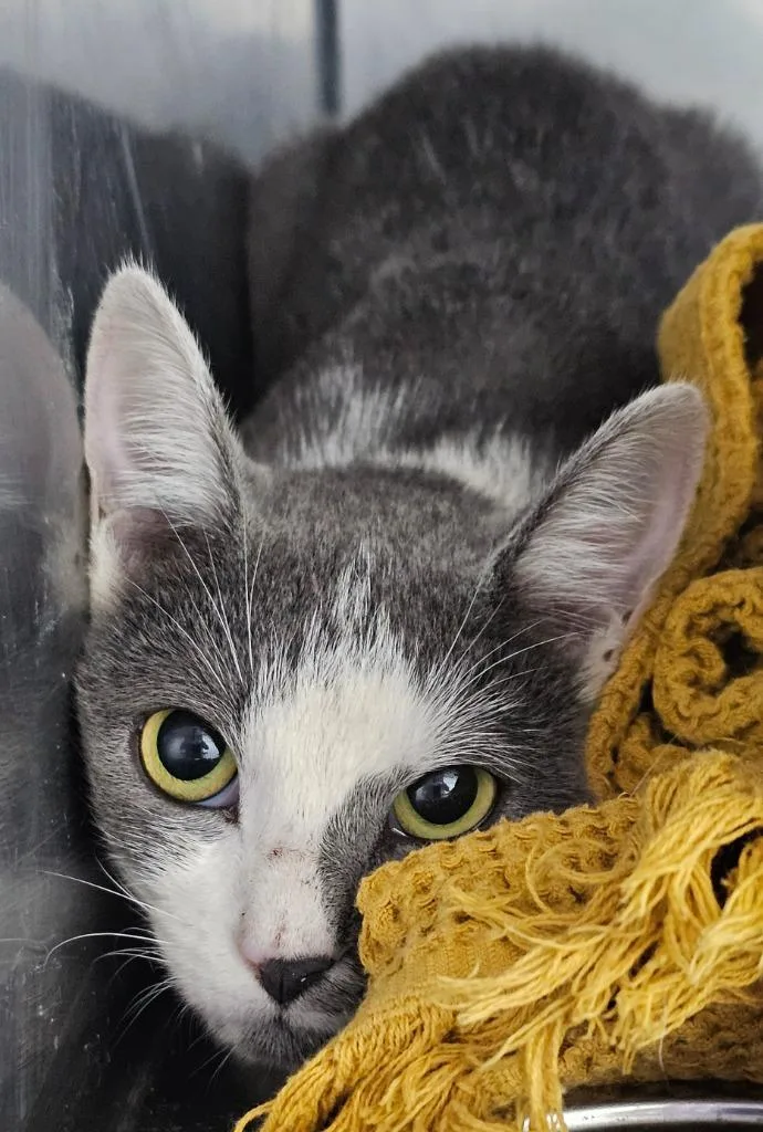 A young large-sized male Domestic Short Hair cat named Stoat for adoption in Greensburg, IN