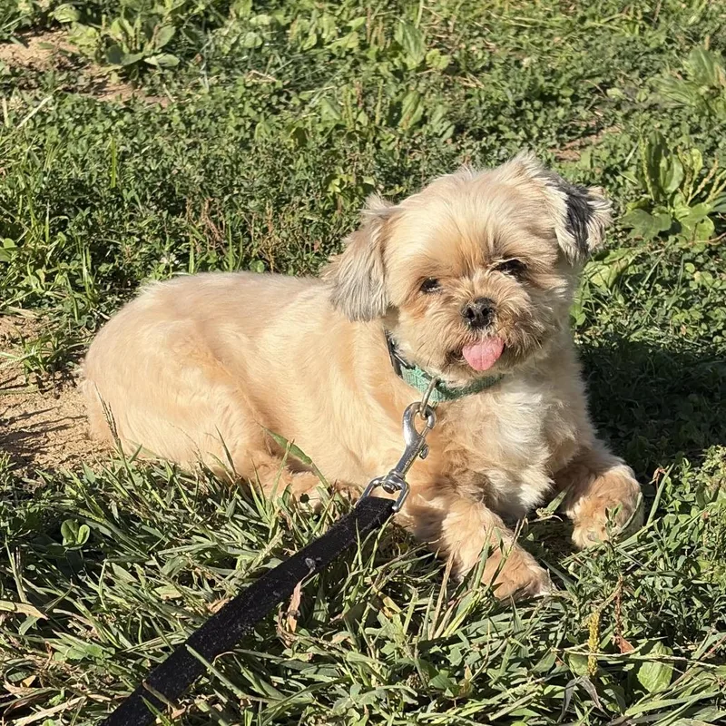 An adult small-sized male Apricot / Beige Shih Tzu dog named Wolfgang for adoption in Saint Charles, MO