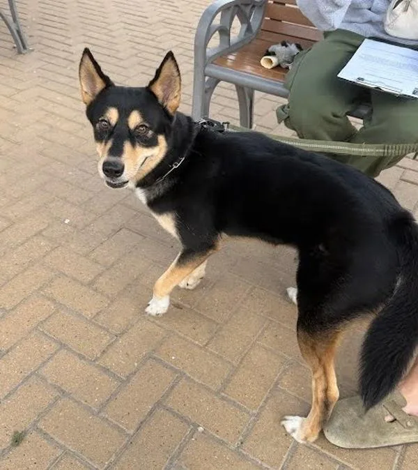 An adult medium-sized male Australian Kelpie dog named Leo for adoption in Austin, TX