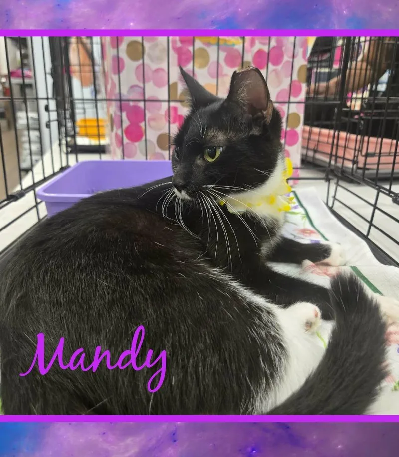 A baby medium-sized female Domestic Short Hair cat named Mandy for adoption in Grovetown, GA