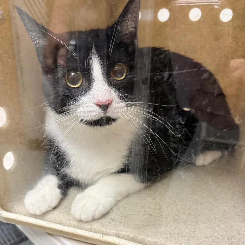 An adult large-sized female Black Domestic Short Hair cat named Yankee for adoption in Philadelphia, PA