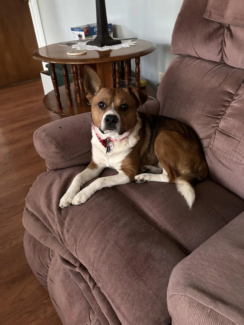 An adult medium-sized male Jack Russell Terrier dog named Little Jack ❤️ for adoption in Livonia, MI