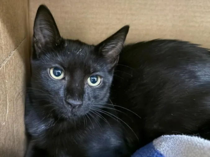 A baby small-sized female Domestic Short Hair cat named Purrincess for adoption in Los Angeles, CA