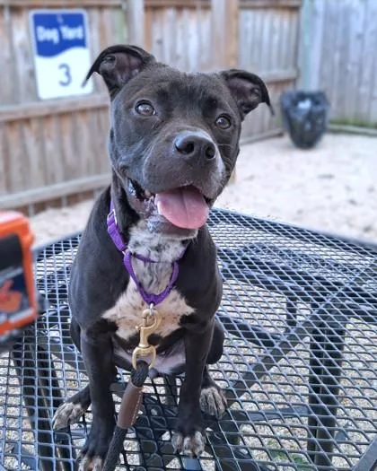 Yappy Gilmore