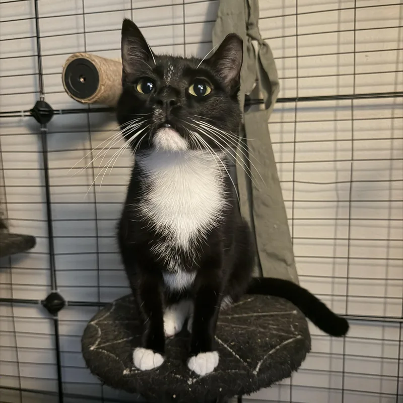 A young medium-sized male Black & White / Tuxedo Domestic Short Hair cat named Spike for adoption in Royal Oak, MI