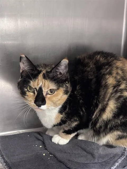 An adult small-sized female Domestic Short Hair cat named Sushi for adoption in Las Vegas, NV