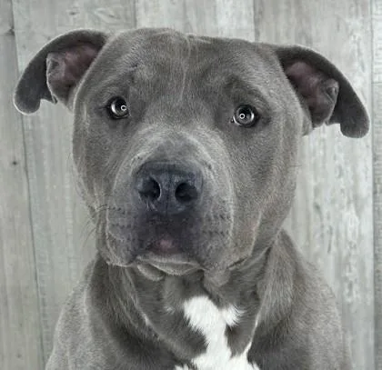 An adult large-sized male Terrier dog named Tonka for adoption in Shreveport, LA
