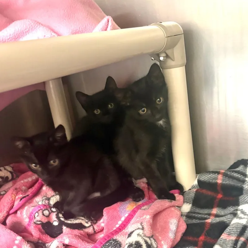 A baby small-sized female Domestic Short Hair cat named Katniss for adoption in Brockton, MA