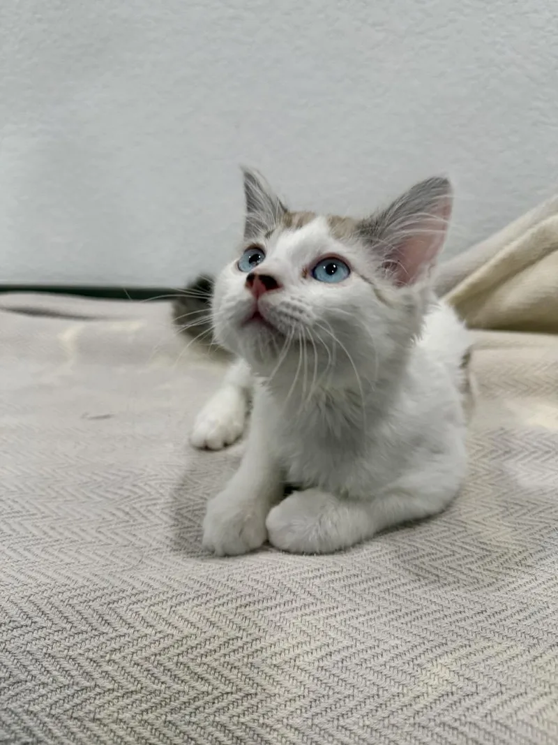 Zeus