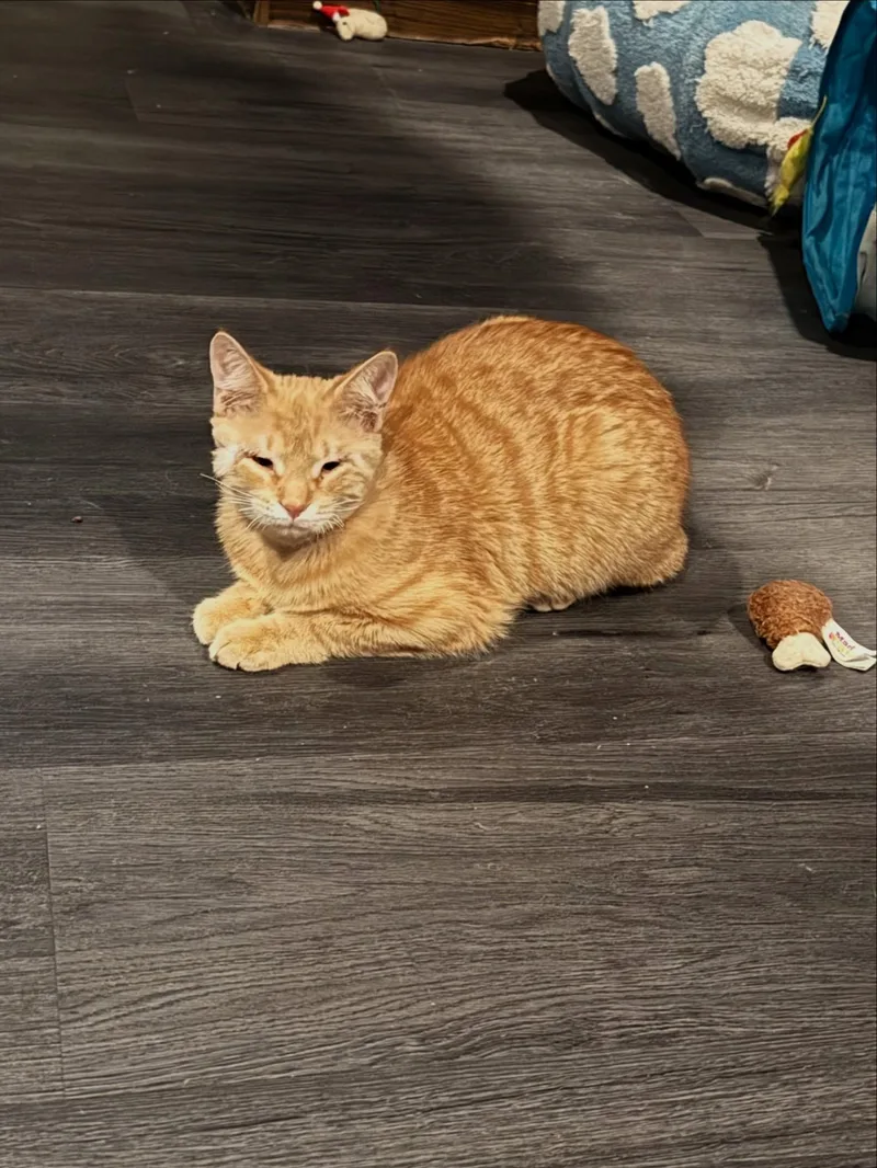 A young large-sized male Tabby (Orange / Red) Domestic Short Hair cat named Pistachio for adoption in Rochester, NY