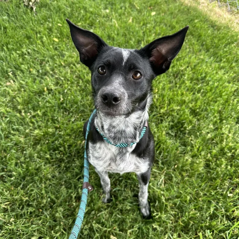 A young medium-sized female Terrier dog named Mika for adoption in Valparaiso, IN