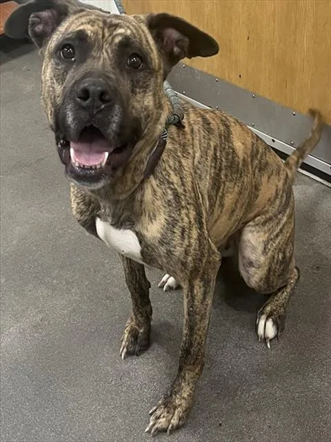 An adult large-sized female Pit Bull Terrier dog named A for adoption in Upper Marlboro, MD