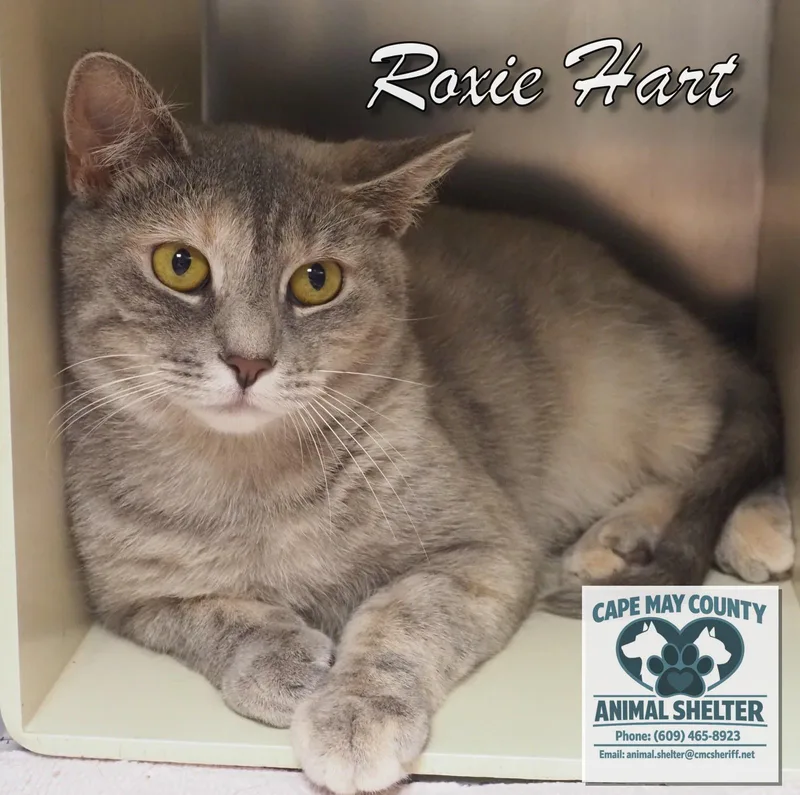 A young medium-sized female Domestic Short Hair cat named Roxie Hart for adoption in Cape May Court House, NJ