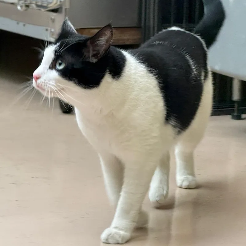 An adult medium-sized female Black Domestic Short Hair cat named Daisy for adoption in Perkiomenville, PA