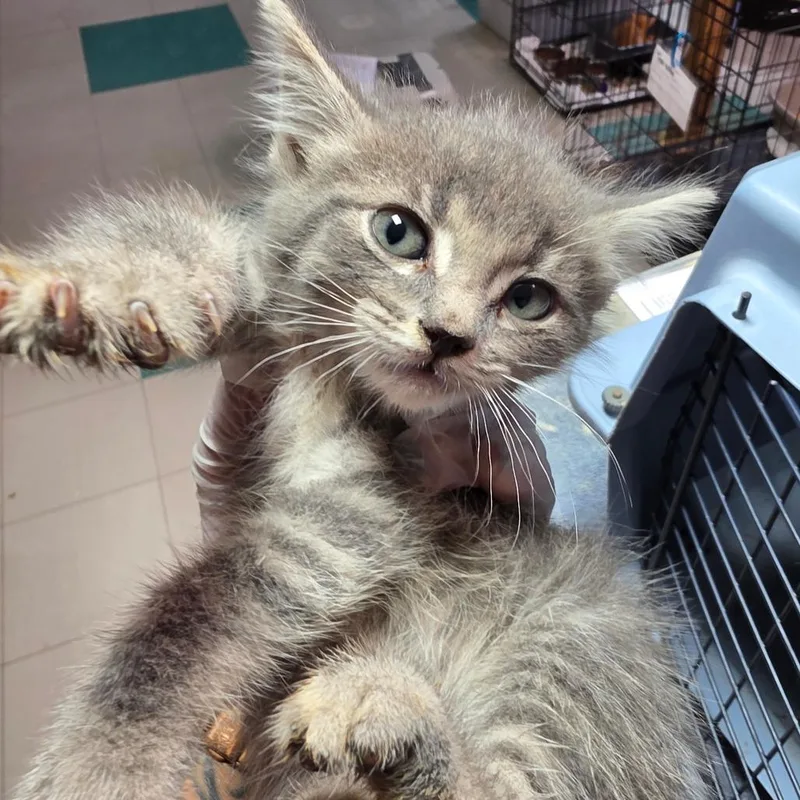 A baby small-sized female Gray / Blue / Silver Domestic Short Hair cat named Smokey for adoption in Leander, TX
