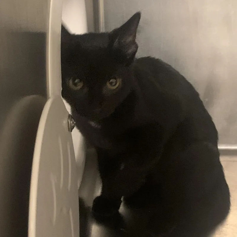 A baby small-sized female Black Domestic Short Hair cat named Jiji for adoption in West Palm Beach, FL