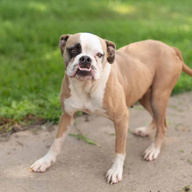 An adult large-sized female American Bulldog dog named Daffy for adoption in Lake Jackson, TX