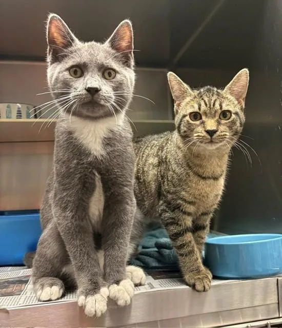 A young medium-sized male Gray & White Domestic Short Hair cat named Nala & Norman for adoption in Cape May Court House, NJ