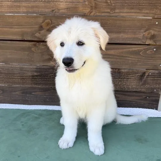 Figgy Pudding thumbnail 2