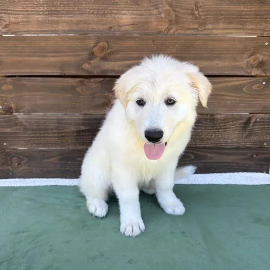 Figgy Pudding thumbnail 3