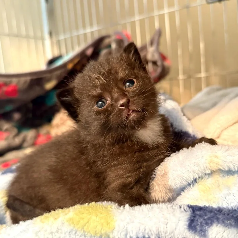 A baby small-sized male Black Domestic Short Hair cat named Beach Boy for adoption in Columbus, GA