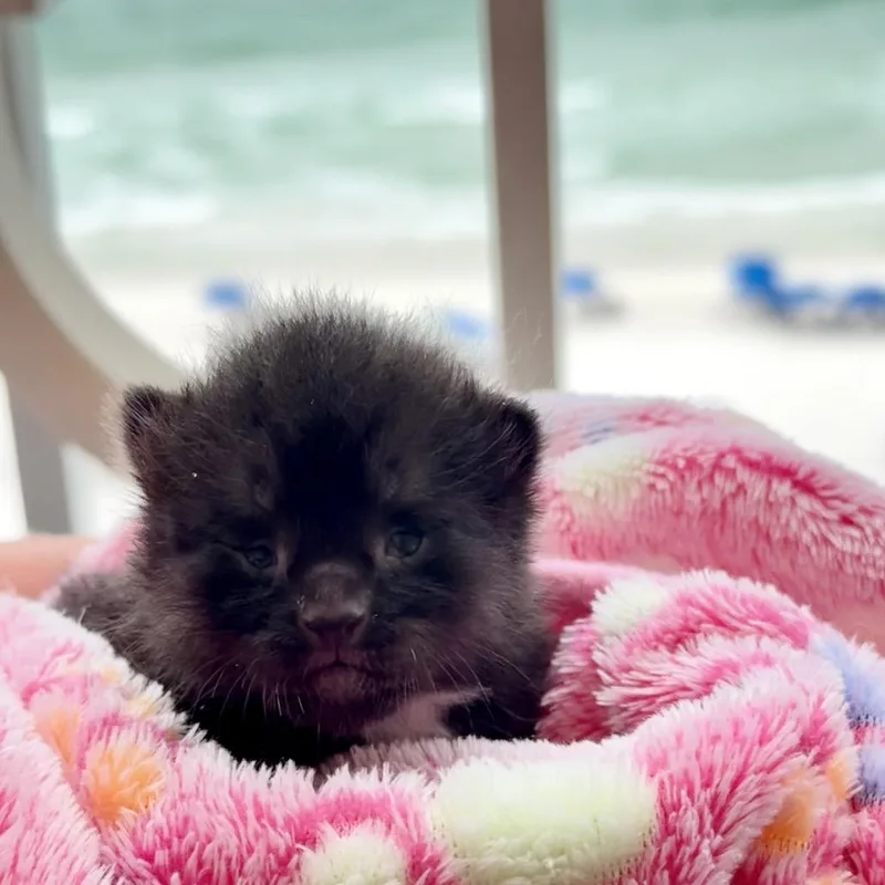 Beach Boy thumbnail 4