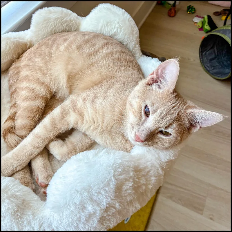 A young medium-sized male Orange / Red Domestic Short Hair cat named Ford for adoption in Roswell, GA