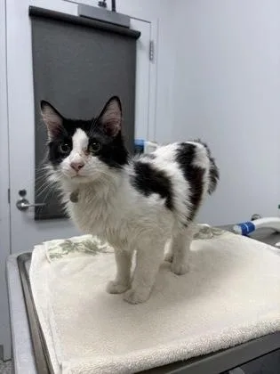 A young medium-sized male Black Domestic Medium Hair cat named Davy for adoption in Kansas City, MO