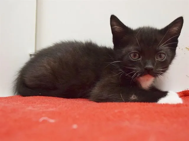 A baby small-sized male Domestic Short Hair cat named Denzel for adoption in Sacramento, CA