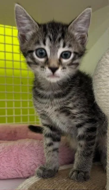 A baby medium-sized male Domestic Short Hair cat named Michael for adoption in Fort Myers, FL