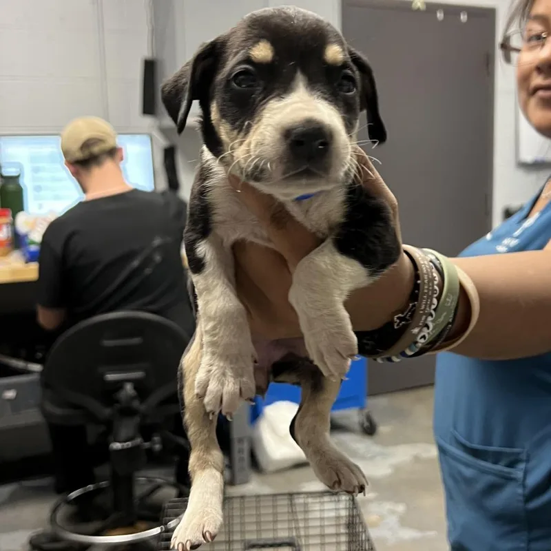A baby small-sized female Black Mixed Breed dog named Lily for adoption in Naples, FL